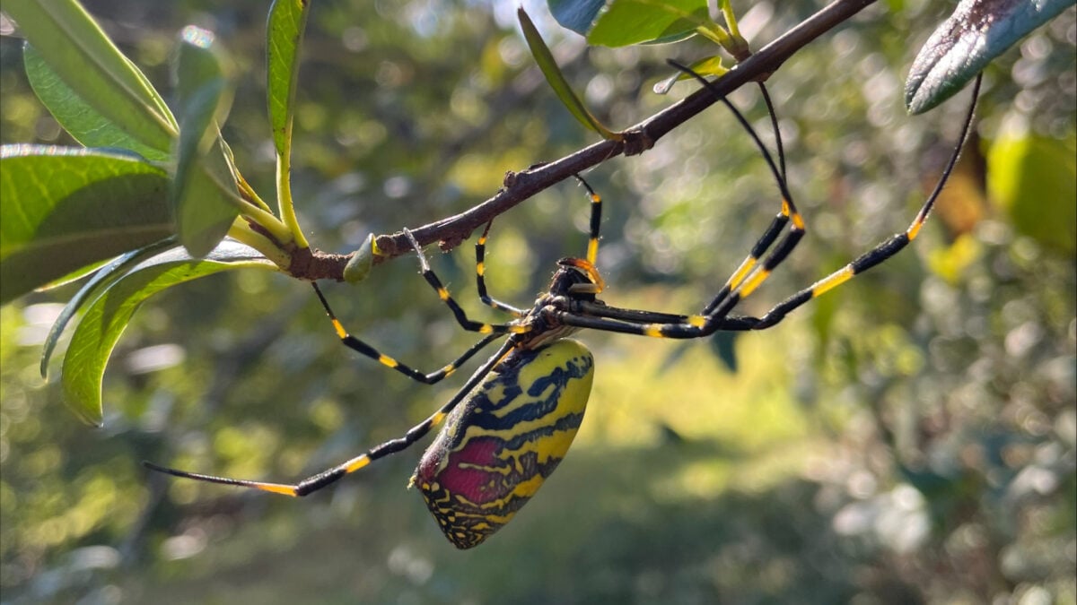 They’re Huge, They’re Creepy, and They’re Back—An Expert’s Tips for Joro Spider Season