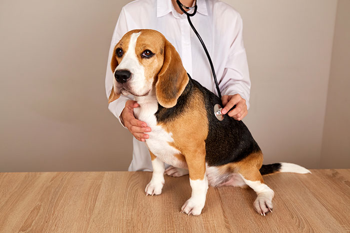 Veterinarian using stethoscope to examine a beagle dog, highlighting self-diagnosed health misconceptions.
