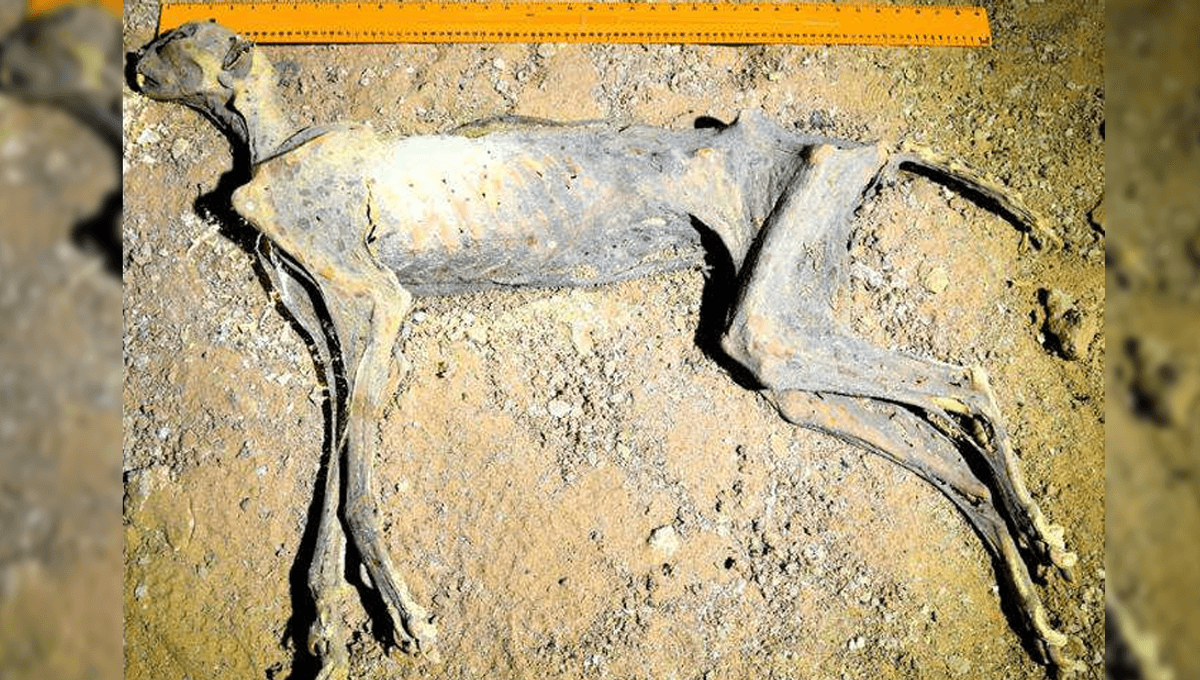 Seven Perfectly Mummified Cheetahs Found In Saudi Arabian Cave System