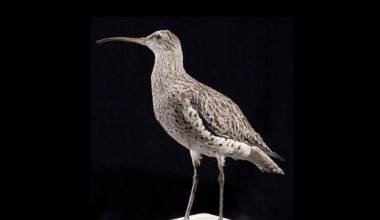 Slender-Billed Curlew, Christmas Island Shrew Among Species Declared Extinct In IUCN Red List Update