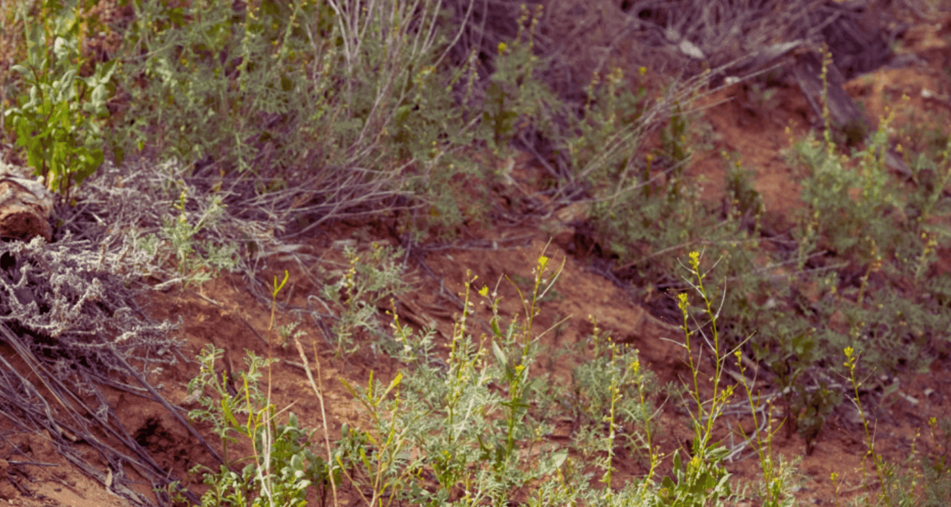 One Of Australia’s Rarest Creatures Makes An Unexpected Comeback—a Miracle For Conservation!