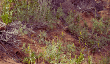 One Of Australia’s Rarest Creatures Makes An Unexpected Comeback—a Miracle For Conservation!