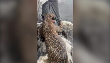 Jaguar rescued from river in Brazil after being shot - BBC