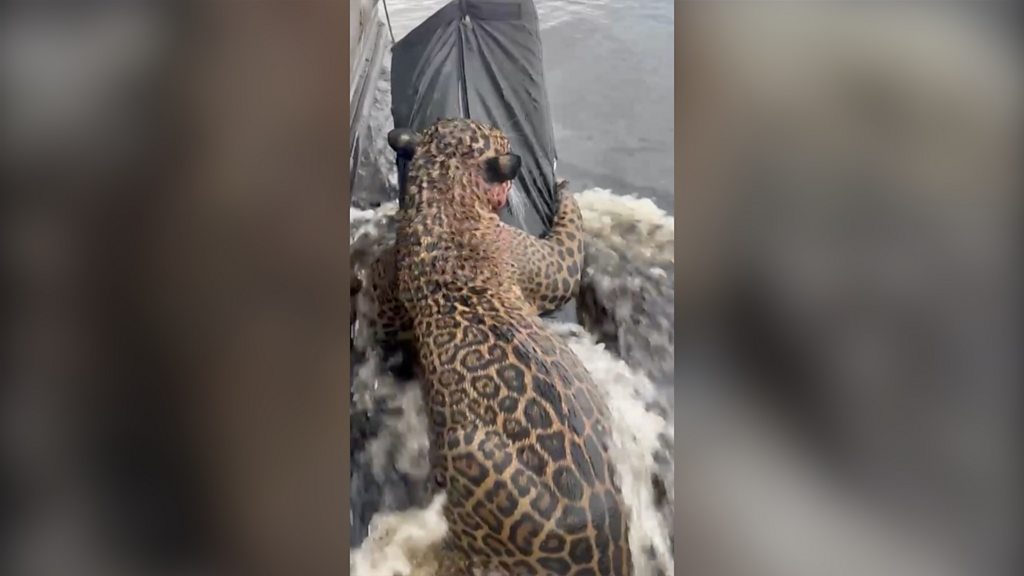 Jaguar rescued from river in Brazil after being shot - BBC
