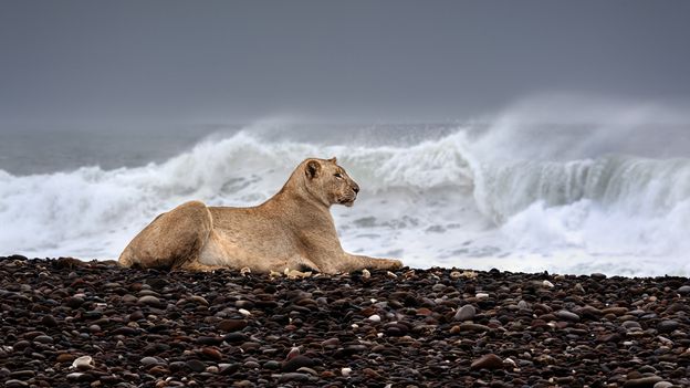 The maritime lions hunting seals on the beach