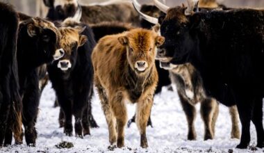 The Dutch rewilding project that took a dark turn