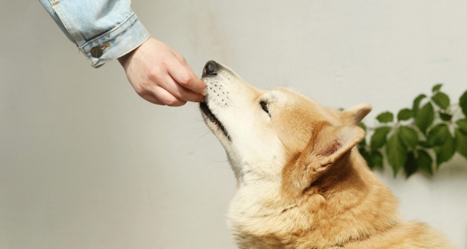 More salmonella infections linked to dog treats in Canada are likely