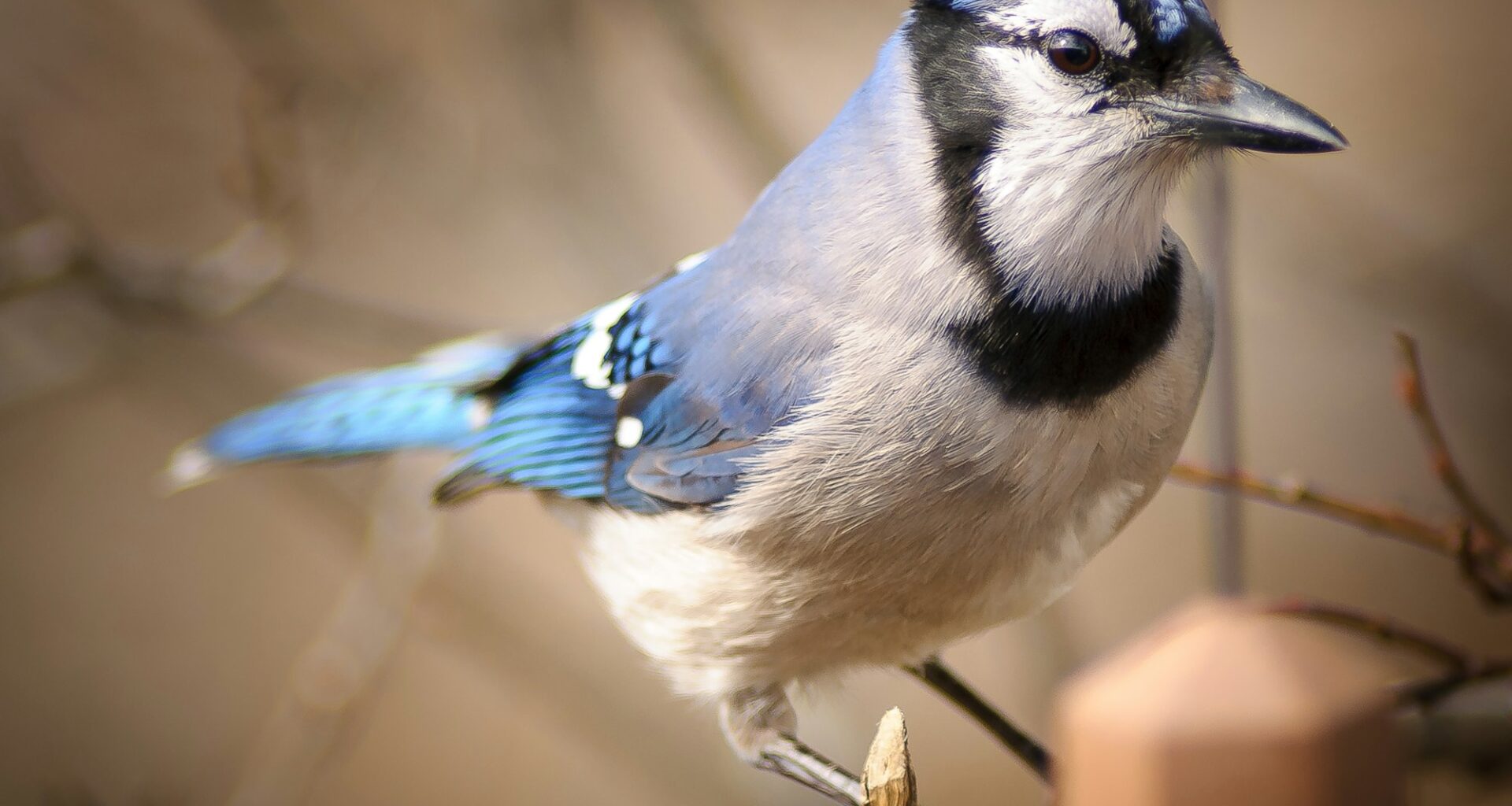 At least the Jays won