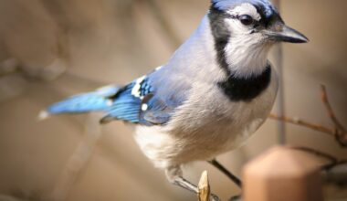 At least the Jays won