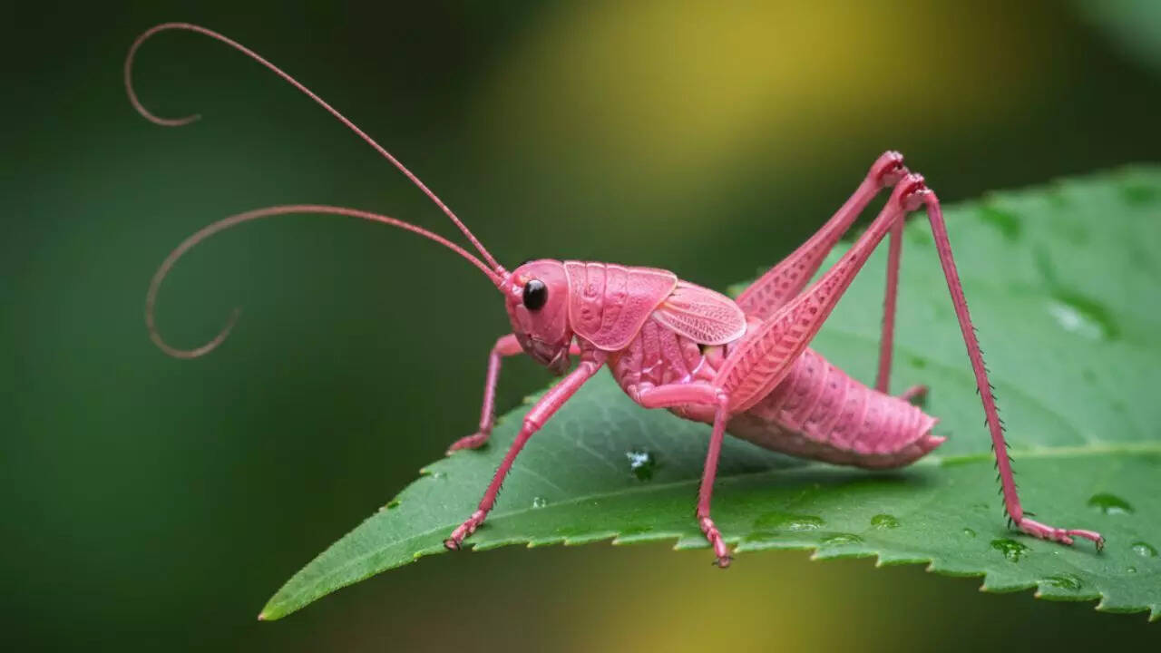 Pink Katydid