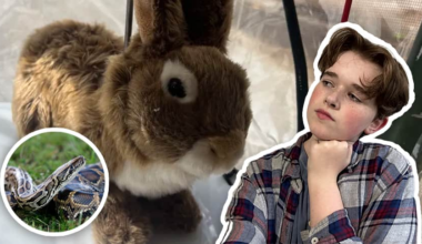 WATCH — Why robot rabbits are being used to catch snakes in Florida | videoclip