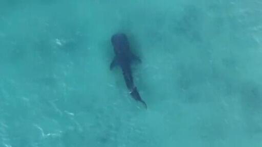 World’s largest fish spotted off Ashdod in stunning aerial video