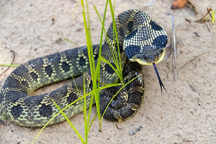 Eastern Hognose Snake with its neck flattened.