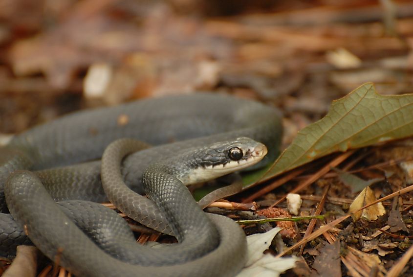 Young black racer 