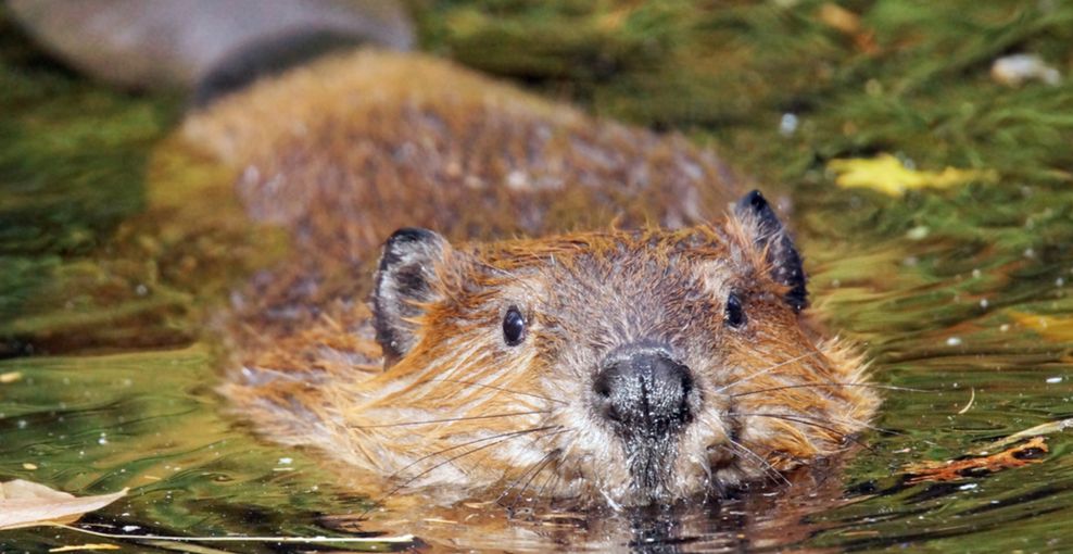 beaver