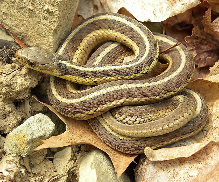 A beautiful eastern garter snake