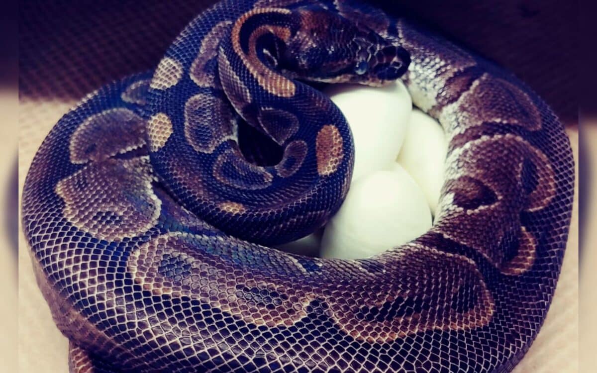 The 62 Year Old Ball Python Curled Up Around Her Eggs (ap)