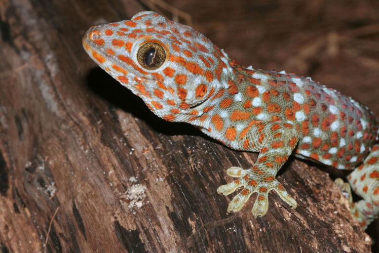 A tokay gecko in Thailand. The spotted looks of tokay geckos make them attractive for the pet trade.