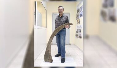 At 1.6 Meters, The Longest Woolly Rhino Horn Ever Found Just Popped Up In Siberia's Permafrost