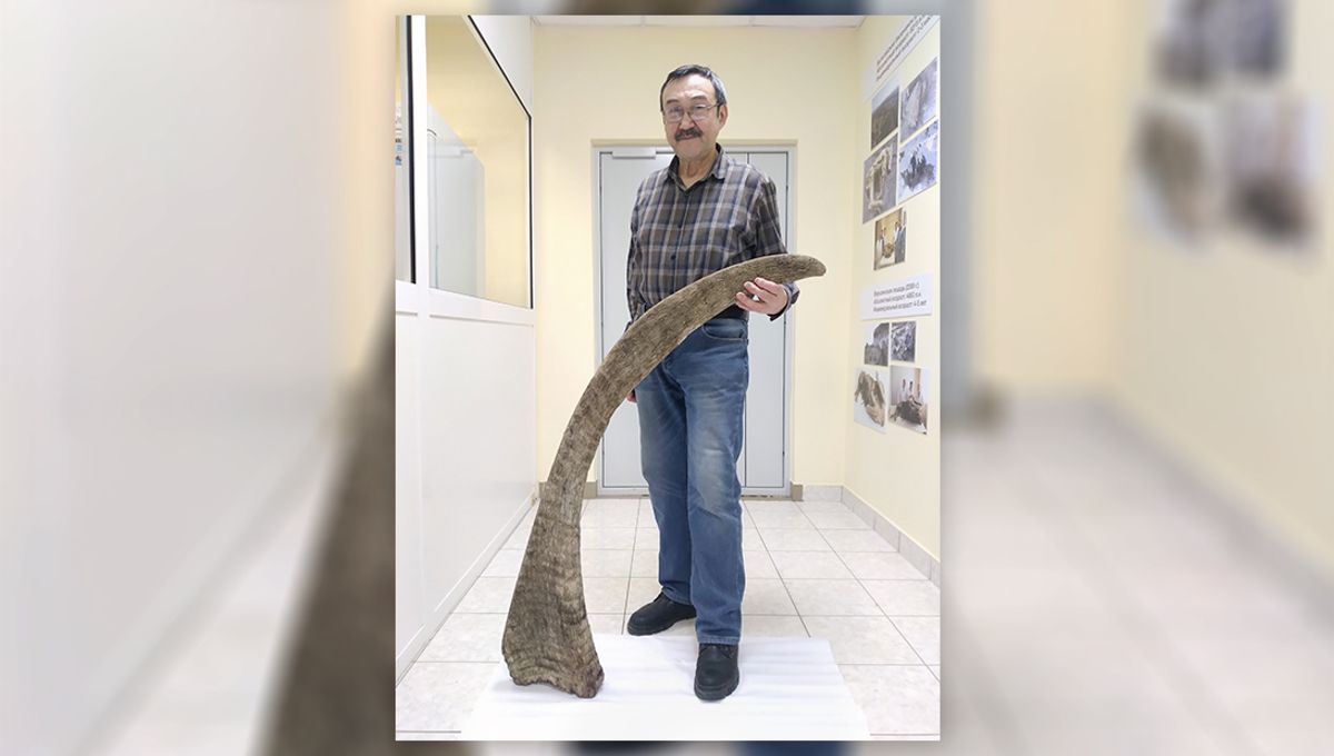 At 1.6 Meters, The Longest Woolly Rhino Horn Ever Found Just Popped Up In Siberia's Permafrost