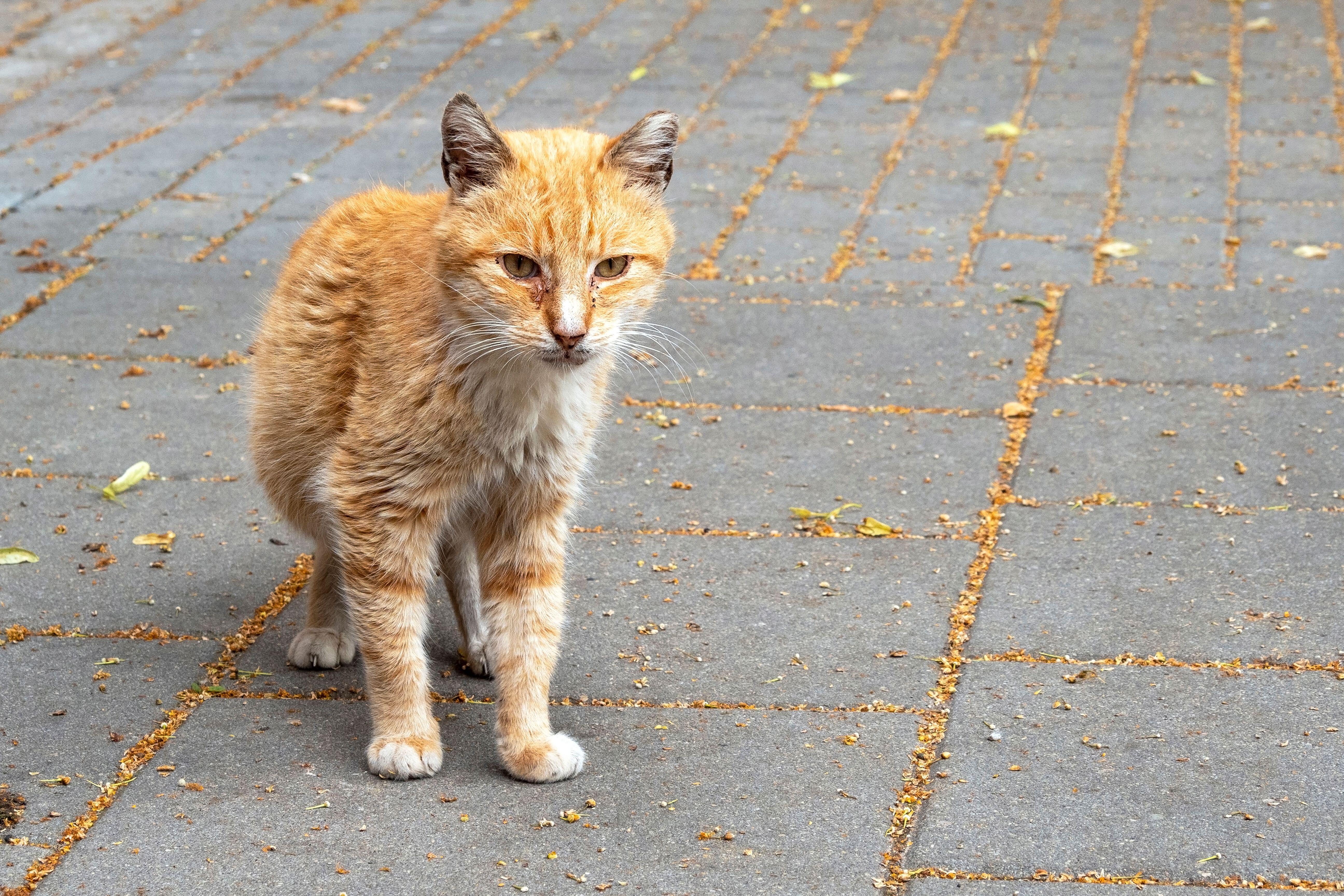 Abandoned stray cat with red fur in a street.