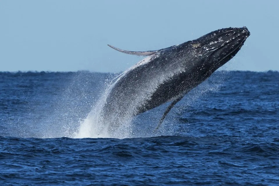 A huge humpback whale has become beached on the shores of Oregon (file photo) after getting stuck in fishing equipment. (Copyright 2025 The Associated Press. All rights reserved)