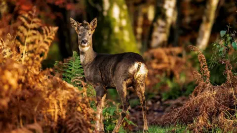 Jacki Gordon A young deer stands alert among golden-brown ferns in a sunlit forest clearing, its coat blending with the autumn hues. Behind it, tall birch trees rise with mottled trunks.

