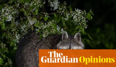Are raccoons – AKA trash pandas – really evolving into cute pets? One theory says yes | Helen Pilcher