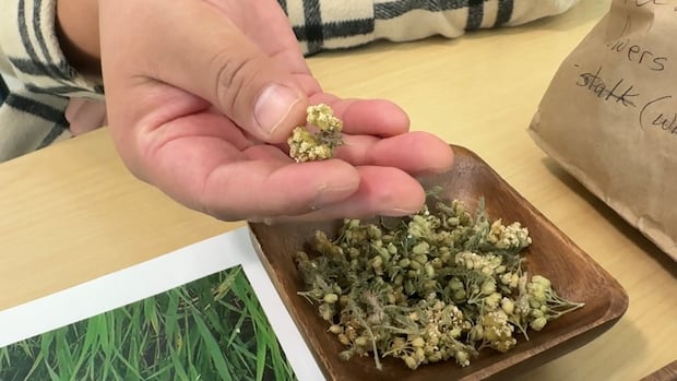 These First Nations women teach people about natural medicines for healing