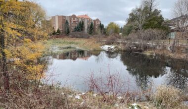 ‘Mind-blowing’ population of feral goldfish in Ottawa pond to be euthanized
