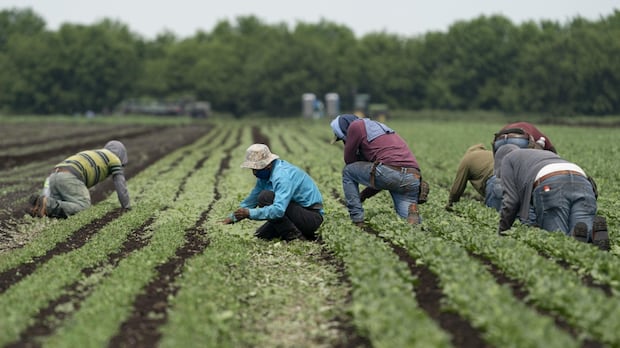 Does P.E.I. need temporary foreign workers? Industries say yes, but economist warns of consequences