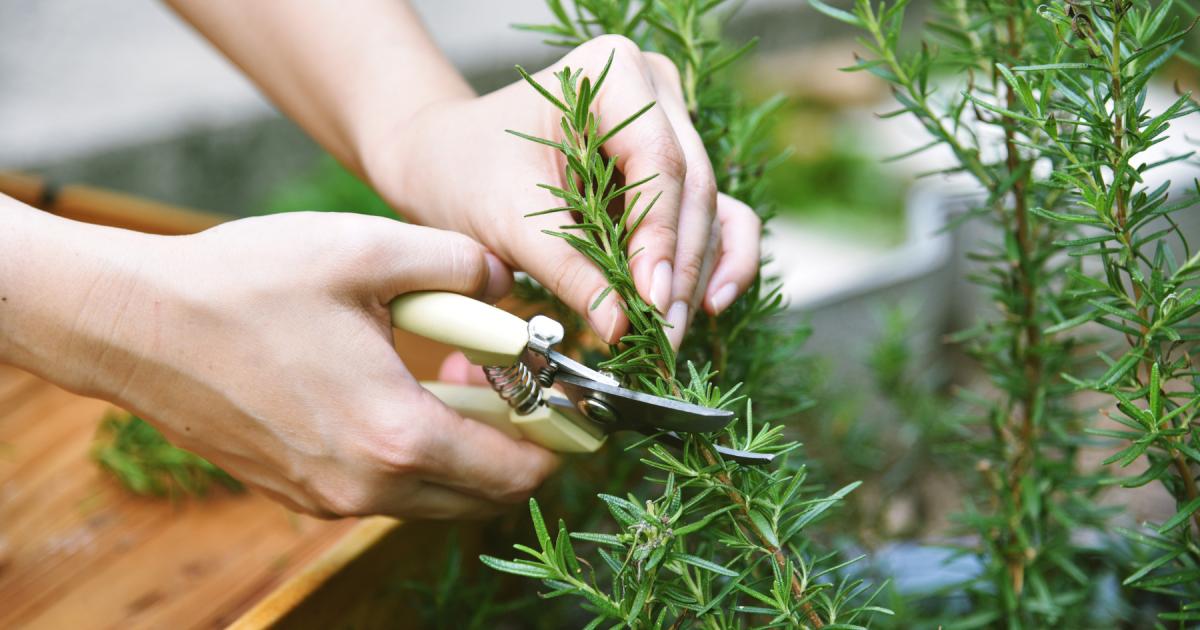 Why burning rosemary at home can help boost your wellbeing