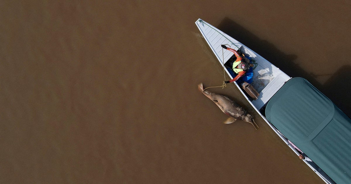 Death of dolphins in Amazon linked to severe drought and heat