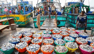 Seafood exporters seek market diversification, value addition amid US tariff blow