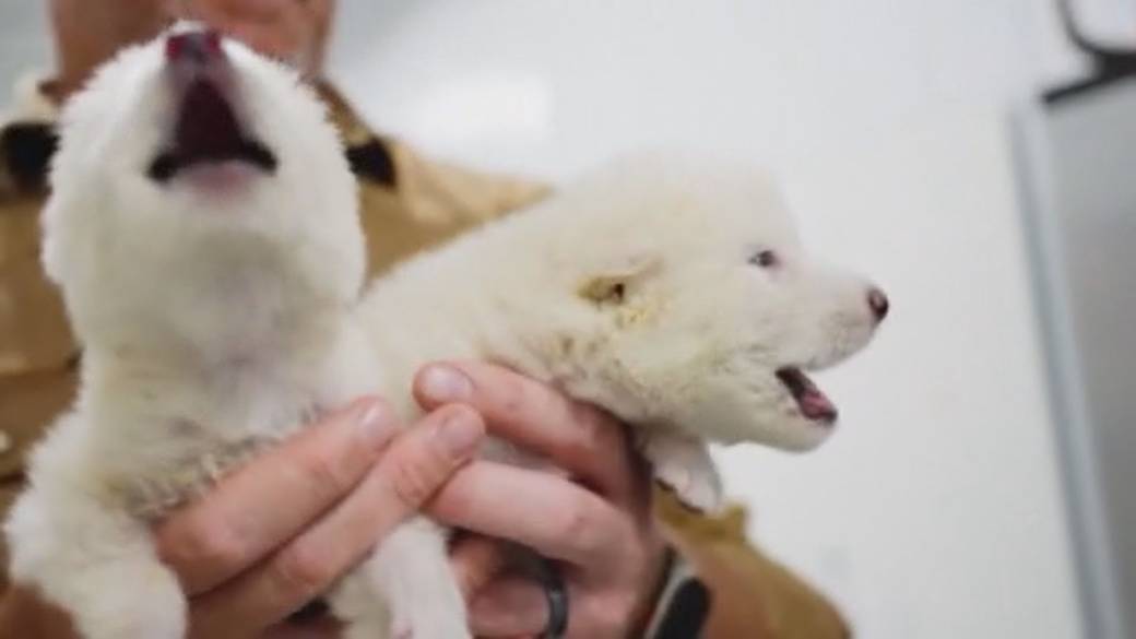 Click to play video: '‘Living clickbait’: Experts dispute dire wolf de-extinction claim'