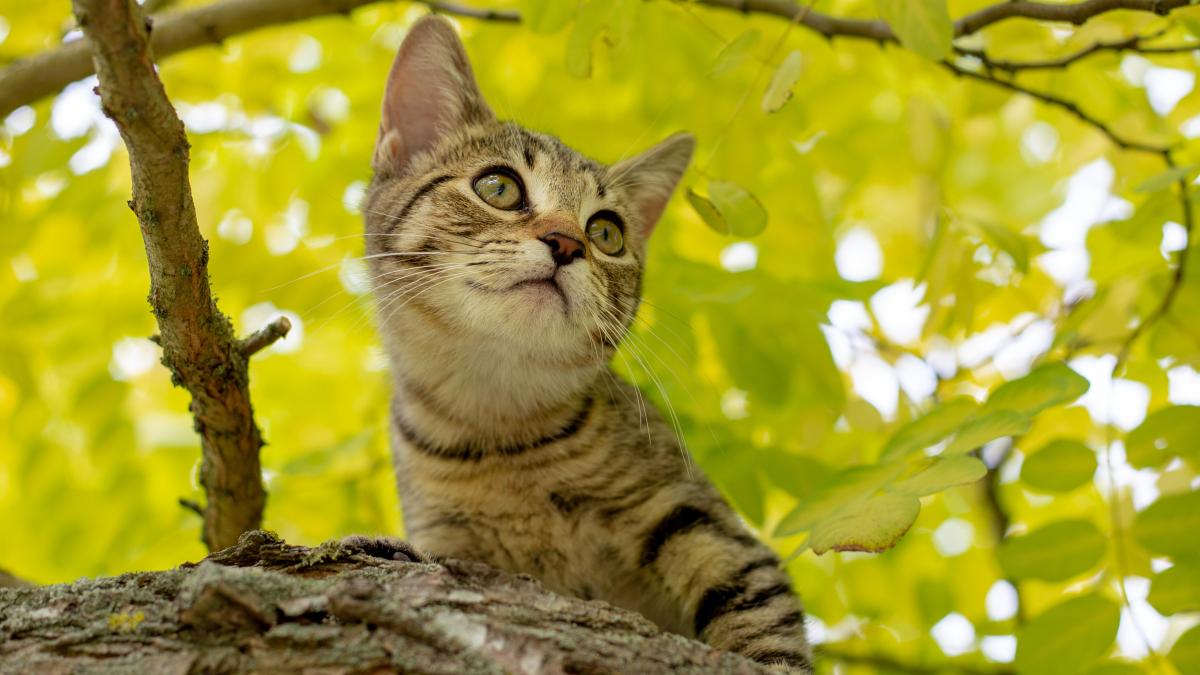 New Zealand puts feral cats on cull list after years of pussyfooting