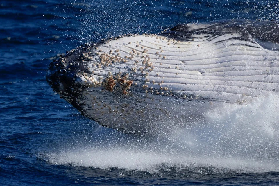 Whales can grow up to 52 feet in length and up to 50 tons in weight in the wild (Copyright 2021 The Associated Press. All rights reserved)