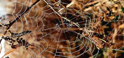 Victor Tregubov A delicate spider's web glistens with tiny dew droplets, forming perfect concentric circles and radial lines. The web is stretched between dry twigs and curled autumn leaves, creating a natural frame.