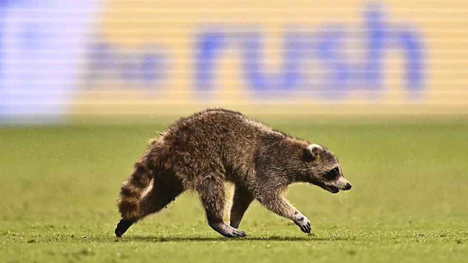 A raccoon runs on the field in the first half between the Philadelphia Union and New York City FC at Subaru Park in Philadelphia, Pennsylvania.