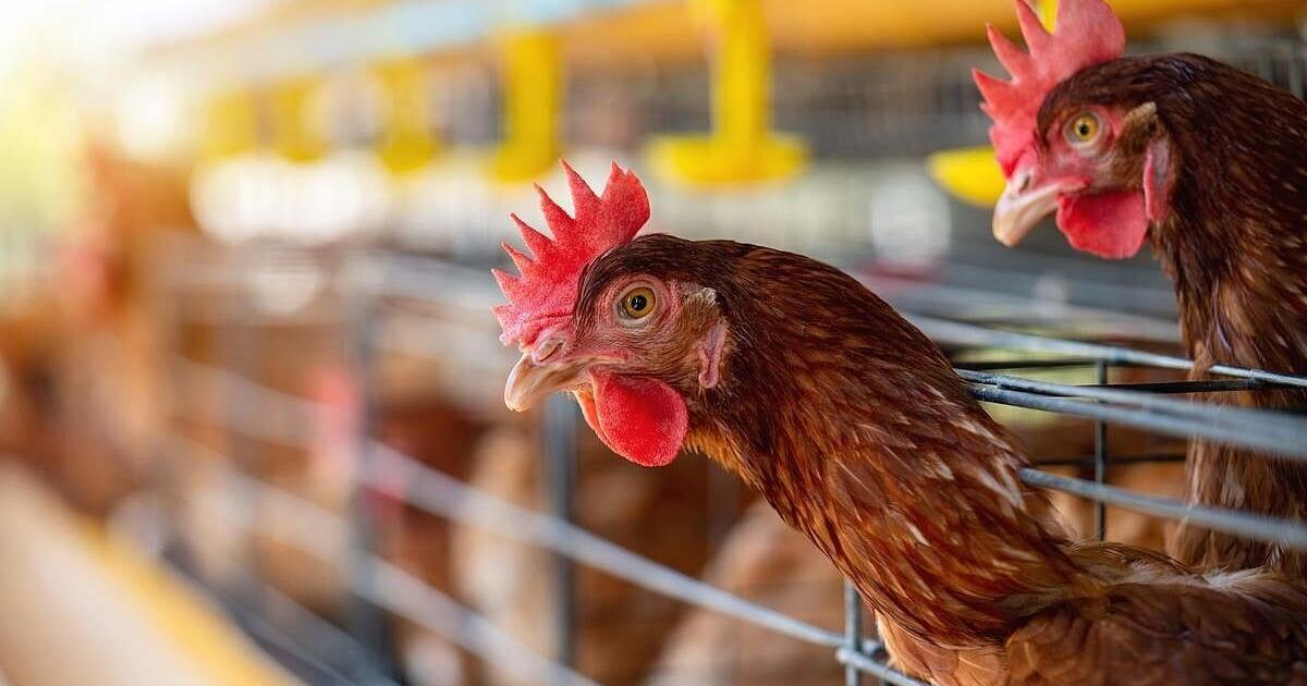 Washington Patient Dies After Rare Bird Flu Infection | Health