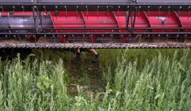 mans legs in combine harvester blades