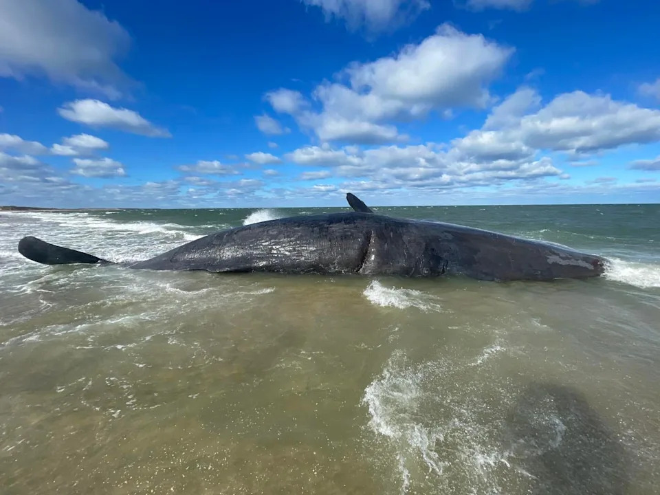 A 52-ton sperm whale washed up on Nantucket on Nov. 16, 2025.