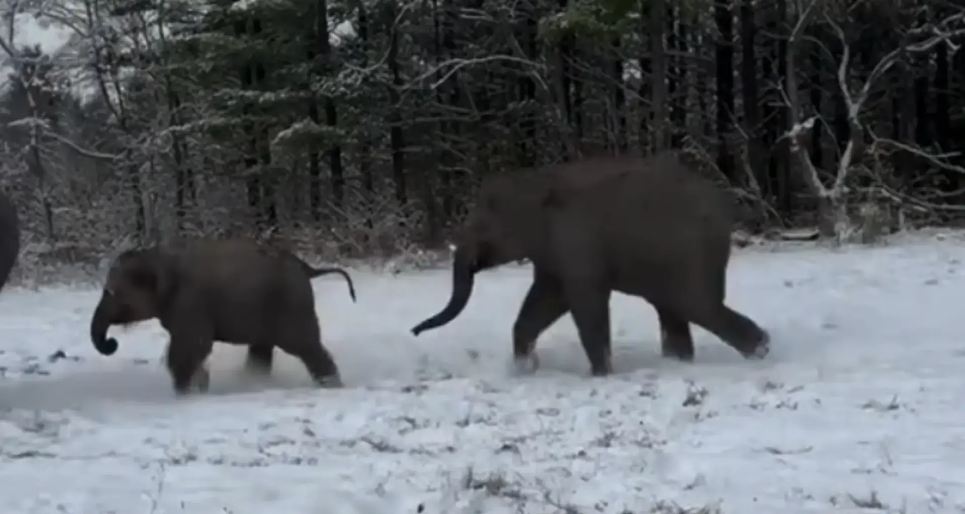‘They don't belong in Canada,’ Video of African Lion Safari’s elephants playing in snow sparks welfare concerns