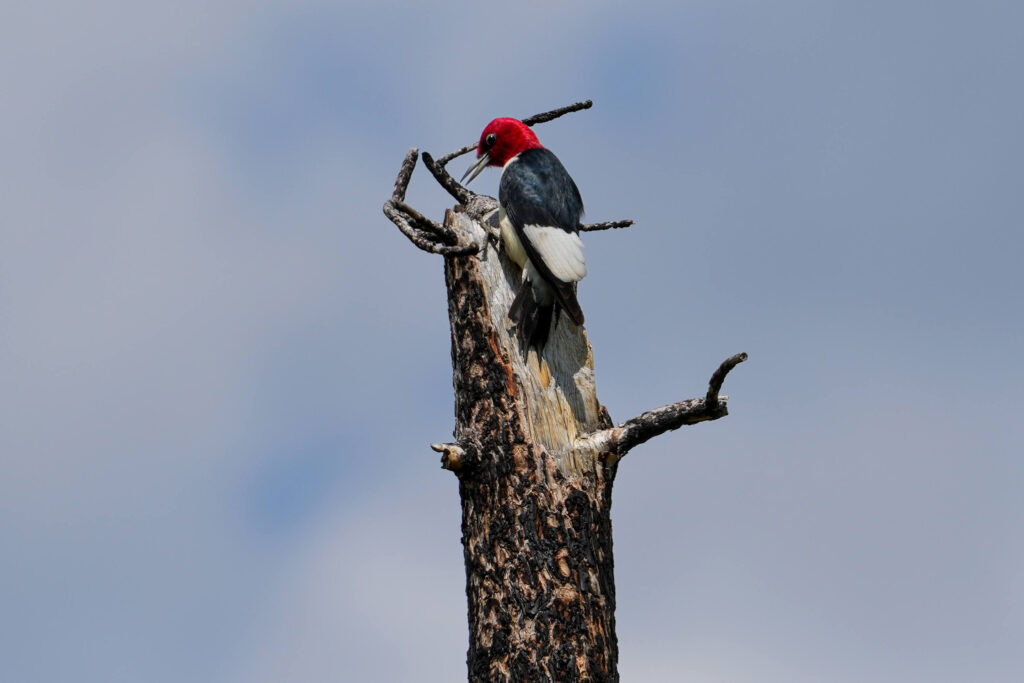 A woodpecker perches atop a wildfire-killed tree on Gentry’s ranch. Credit: Mast Reforestation