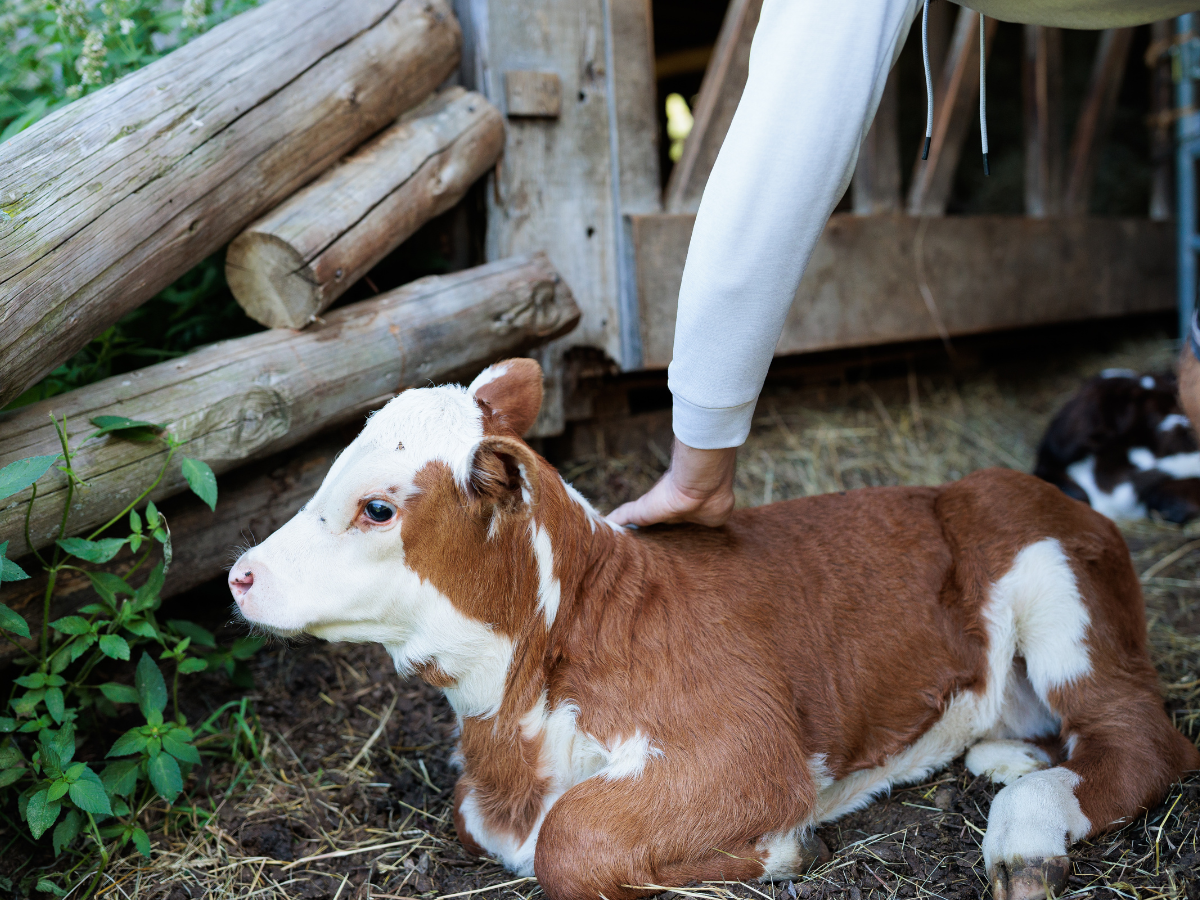 A person’s hand gently pats a brown and white calf lying on straw near a wooden structure.