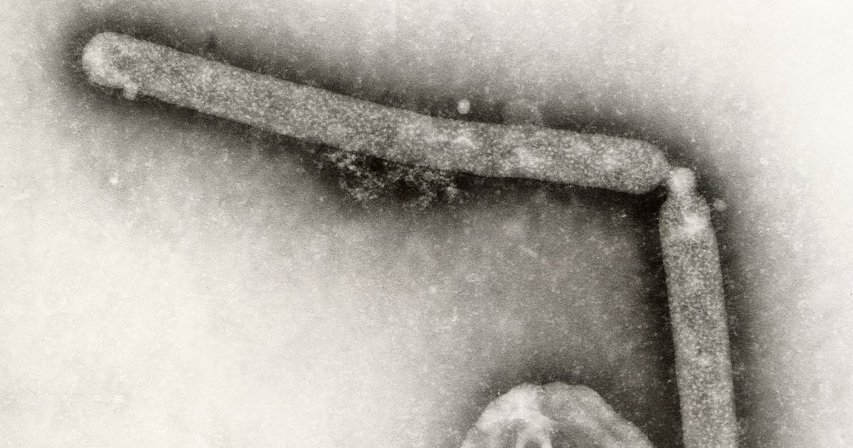 Strain of bird flu virus never before reported in people is behind first human case in U.S. in nine months - CTV News