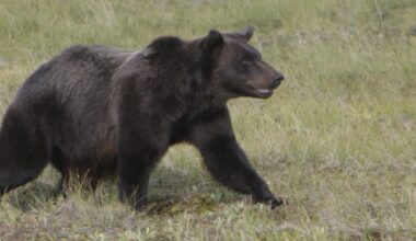 Several students injured after grizzly bear attack in Bella Coola: RCMP