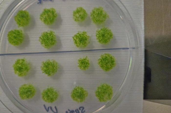 United Press International