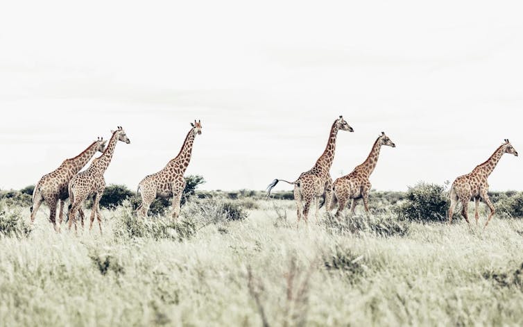 A herd of giraffes on a grassy plain