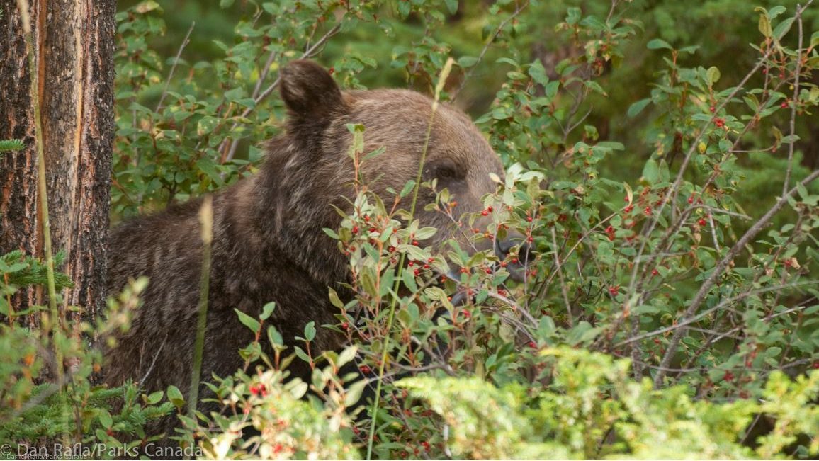 Specialists says Calgary part of 'bear country' after attack on hunter